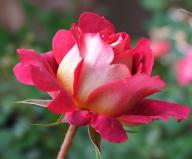 Rose Docteurs Massad Foto Myroses